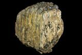 Partial Southern Mammoth Molar - Hungary #149856-4